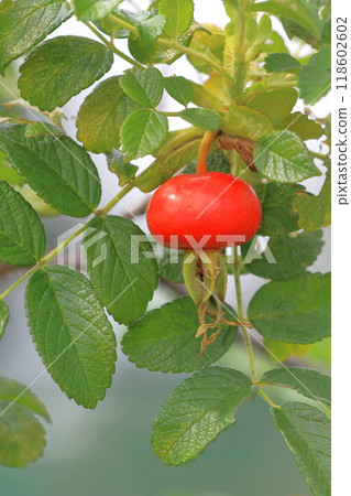 Red Hermanus Fruit Red Hermanus Fruit 118602602
