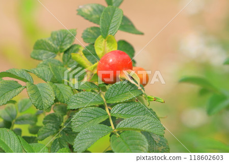 紅色赫曼努斯水果 118602603