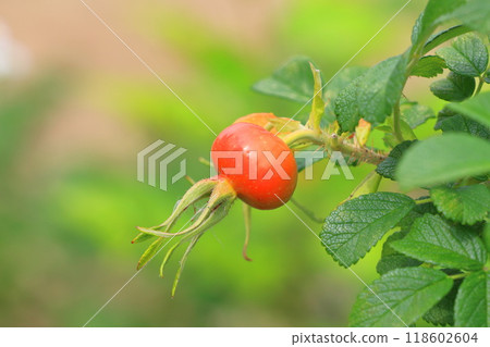 紅色赫曼努斯水果 118602604