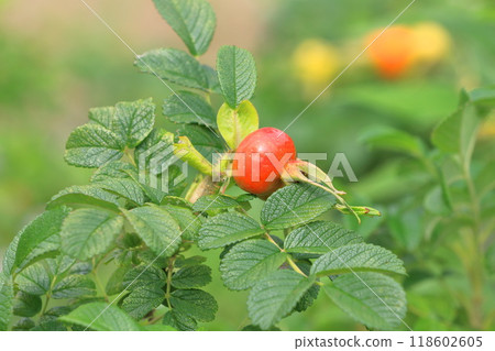 Red Hermanus Fruit 118602605