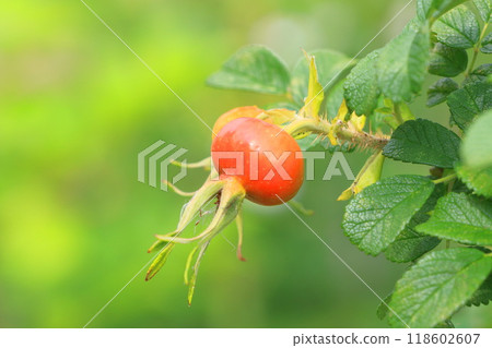 Red Hermanus Fruit Red Hermanus Fruit 118602607
