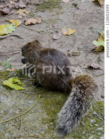 松鼠 松鼠 118602699