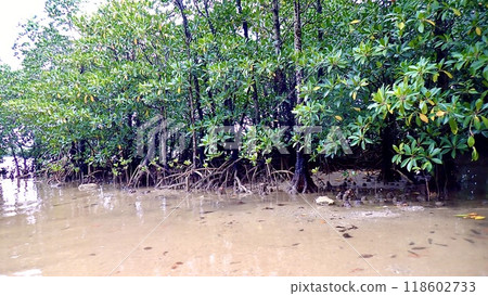 Mangroves on Iriomote Island, Yaeyama Islands, Okinawa Prefecture Mangroves on Iriomote Island, Yaeyama Islands, Okinawa Prefecture 118602733
