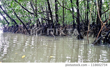 Mangroves on Iriomote Island, Yaeyama Islands, Okinawa Prefecture Mangroves on Iriomote Island, Yaeyama Islands, Okinawa Prefecture 118602734