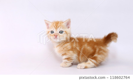 Munchkin kitten with short legs and white background 118602764