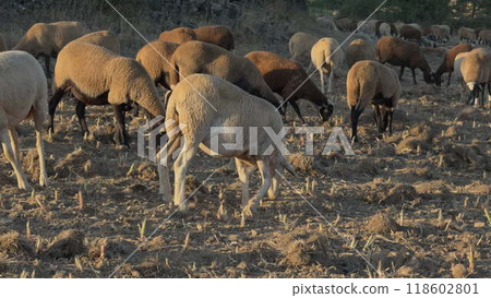 Flock of Sheep Grazing in a Cornfield at Sunset Flock of Sheep Grazing in a Cornfield at Sunset 118602801