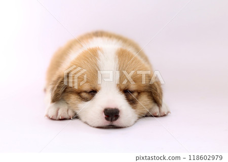 可愛的柯基犬小狗躺在粉紅色的背景上 118602979