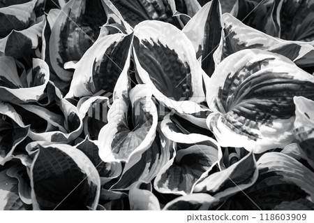 單色的世界～假寶石離開～ 118603909