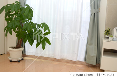 陽光明媚的客廳發財樹與觀賞植物 118604083