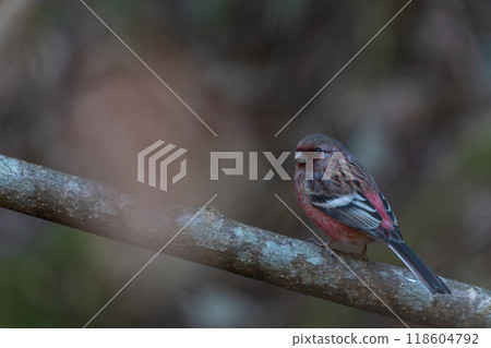 色彩繽紛的澳洲鳥類 色彩繽紛的澳洲鳥類 118604792