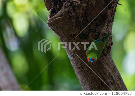 Colourful Australian birds 118604793