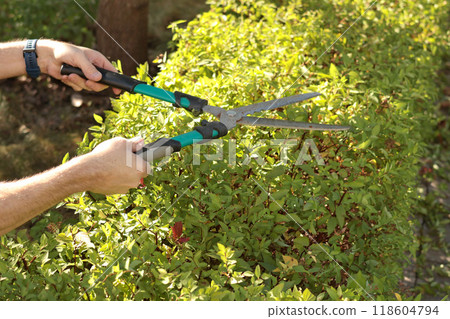 Young man cutting leaves and branches of hedge in garden with old garden shears in fall. Gardening and tidying up. Nature and garden care.  118604794