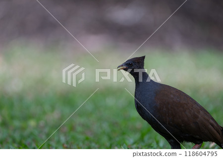 Colourful Australian birds Colourful Australian birds 118604795
