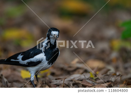 Colourful Australian birds 118604800