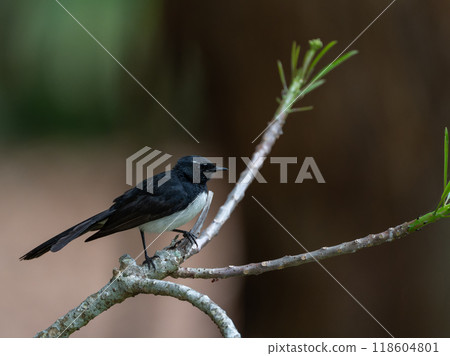 Colourful Australian birds 118604801