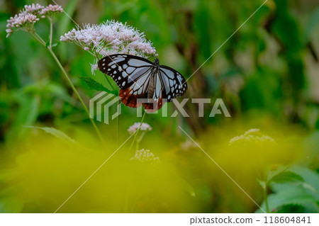 The Monarch Butterfly in the Fujibakama Garden in Oharano 118604841