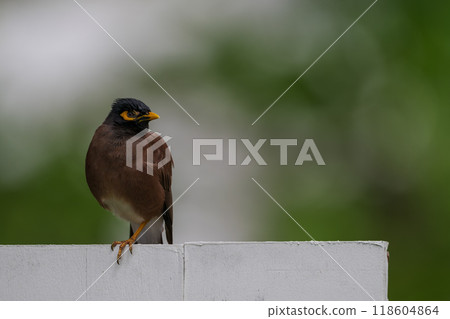 色彩繽紛的澳洲鳥類 色彩繽紛的澳洲鳥類 118604864