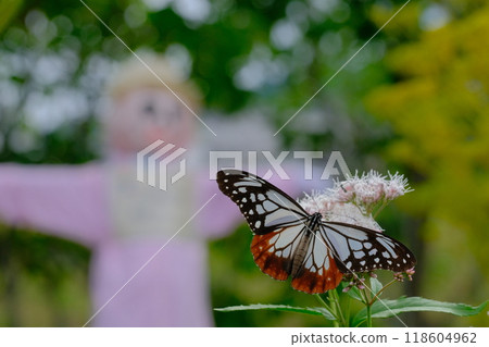 A Monarch butterfly flying to the Fujibakama Garden in Oharano 118604962