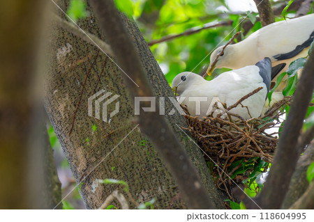 Colourful Australian birds Colourful Australian birds 118604995