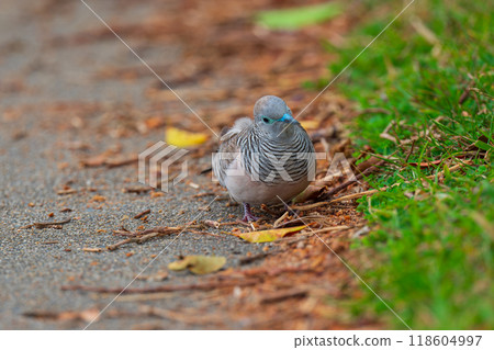 Colourful Australian birds 118604997