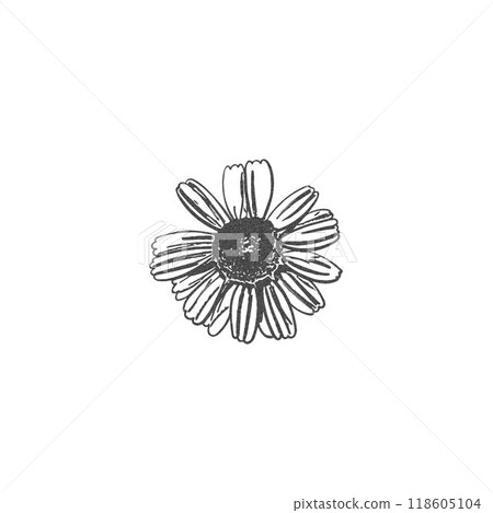Grainy chamomile flower retro photocopy effect, vector stipple black dots texture, noise grunge art, Y2K floral element 118605104