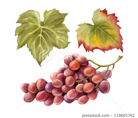 Wine grapes bunch with green leaves watercolor illustration set isolated on white. Realistic ripe purple fruit branch for fall October harvest and winery designs. Dark blue juicy berries clipart Wine grapes bunch with green leaves watercolor illustration set isolated on white. Realistic ripe purple fruit branch for fall October harvest and winery designs. Dark blue juicy berries clipart 118605762