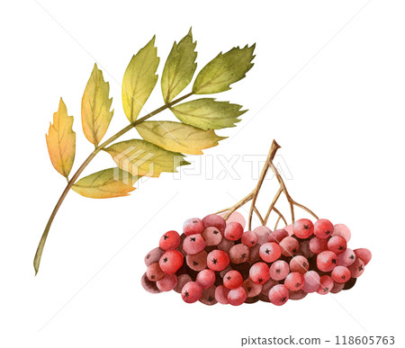 Red rowan berries branch and yellow green leaf watercolor illustration set isolated on white. Forest tree clipart for fall and autumn designs in warm colors Red rowan berries branch and yellow green leaf watercolor illustration set isolated on white. Forest tree clipart for fall and autumn designs in warm colors 118605763