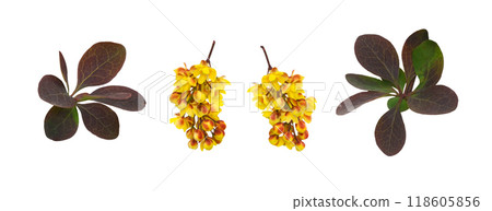 Set of yellow flowers and leaves of berberis thunbergii isolated on white background 118605856