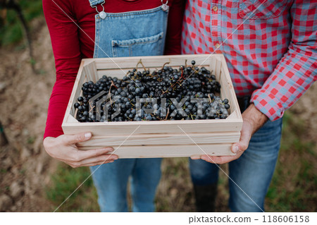Close up of vineyard owners with wooden crate full of grapes. Manual grape harvesting in family-run vineyard. 118606158