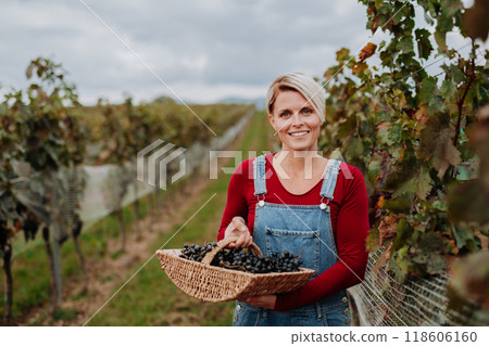 Portrait of vineyard worker with basket full of grapes. Manual grape harvesting in family-run vineyard. 118606160