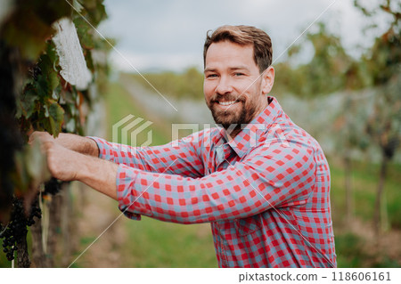 Man holding gardening shears and picking grapes from grapevine. Manual grape harvesting in family-run vineyard. 118606161