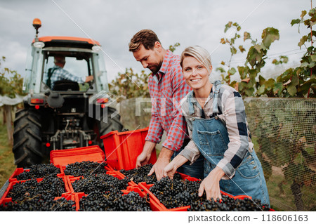 Vineyard workers with harvest bins full of grapes. Manual grape harvesting in family-run vineyard. 118606163