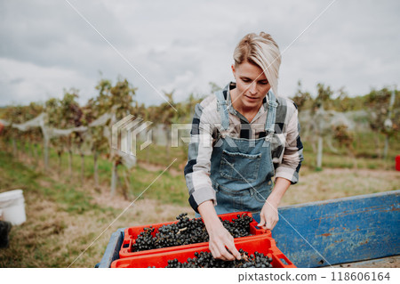 Female vineyard worker with harvest bins full of grapes. Manual grape harvesting in family-run vineyard. 118606164
