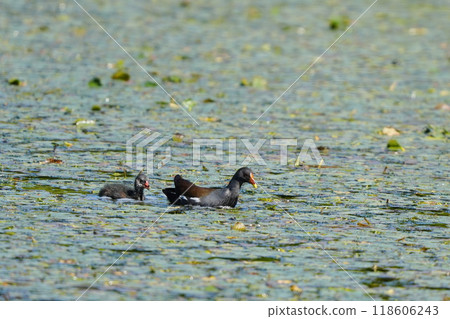 A parent and child moorhen swimming in a pond A parent and child moorhen swimming in a pond 118606243