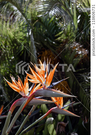 Tropical plants, palm tree and Strelitzia reginae, Paradise Bird flowers 118606731
