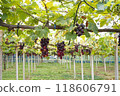 葡萄園與葡萄 118606791