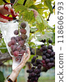 摘葡萄的女人的手 118606793