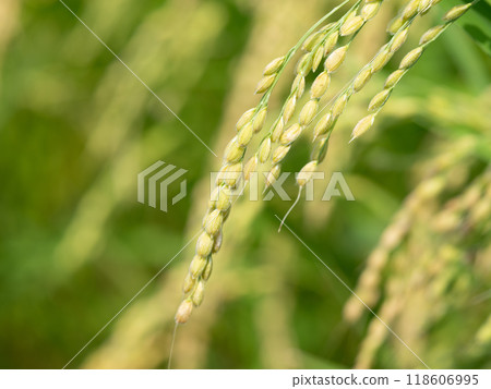New rice ~ ripe rice ears New rice ~ ripe rice ears 118606995