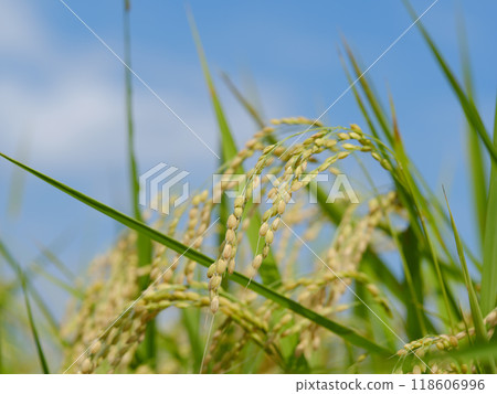 New rice season - Rice ears shining against the blue sky 118606996
