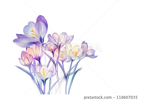 美麗的番紅花花 美麗的番紅花花 118607035