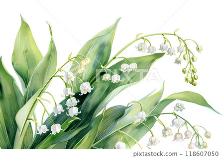 Beautiful lily of the valley flowers 118607050