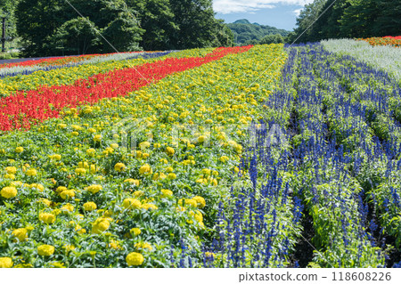 [Flower field] 118608226