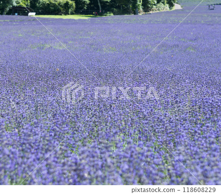 [Lavender Field Nanarisawa] 118608229
