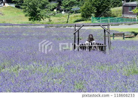 [Lavender field: woman on a swing] 118608233