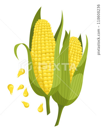 Cereals or grain plant icon. Isolated agriculture, corn cob, farm crop harvest. Ripe agricultural plant vector illustration Cereals or grain plant icon. Isolated agriculture, corn cob, farm crop harvest. Ripe agricultural plant vector illustration 118608236