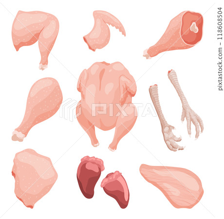 An educational illustration showcasing the various cuts and parts of raw chicken meat An educational illustration showcasing the various cuts and parts of raw chicken meat 118608504
