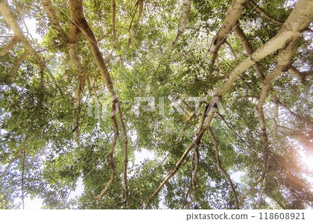 Landscape the big tree  118608921