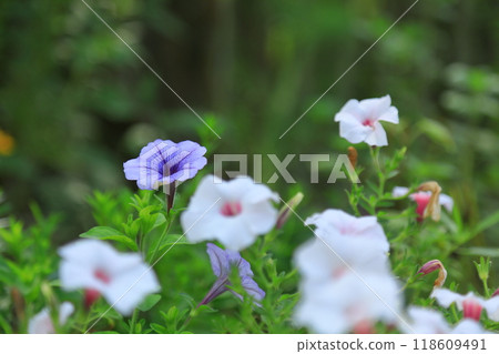 Petunia in bloom 118609491