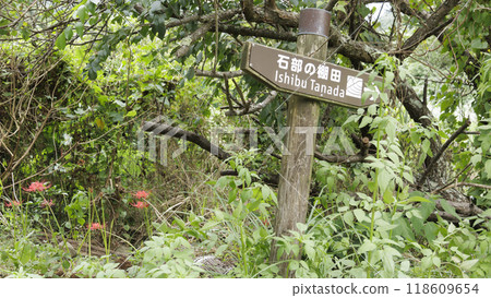 紅蜘蛛百合風景(與肥沃的稻田共同主演) 紅蜘蛛百合風景(與肥沃的稻田共同主演) 118609654