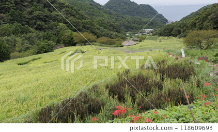 Landscape with red spider lilies (combined with rice fields with a bumper harvest) 118609693